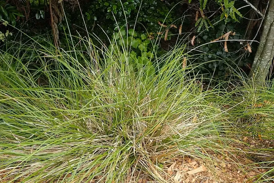 Carex virgata