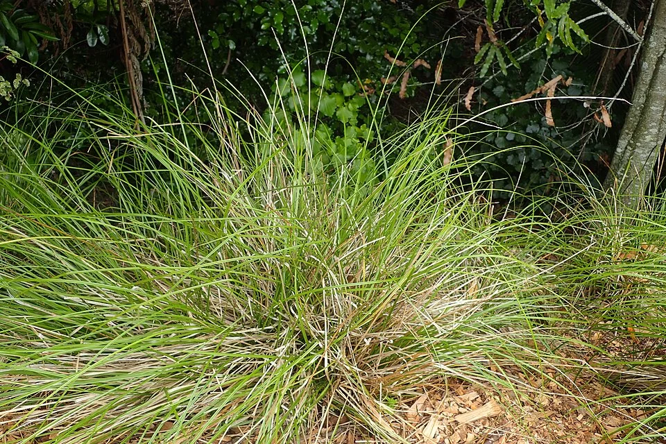 Swamp Sedge hero image