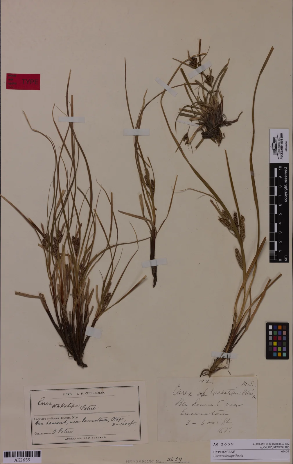 Carex Wakatipu Native Plant (Carex wakatipu)