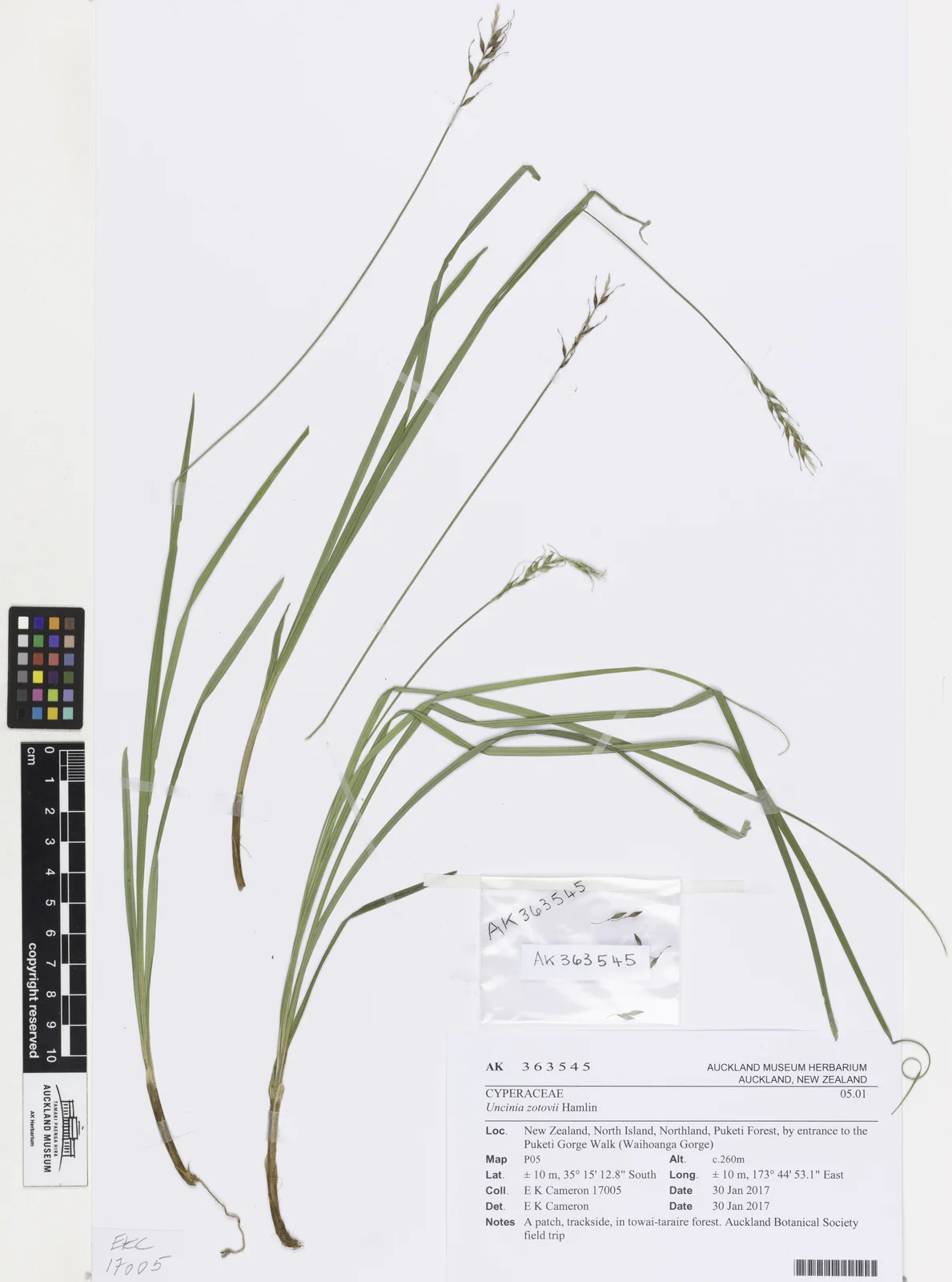 Carex Zotovii Native Plant (Carex zotovii)