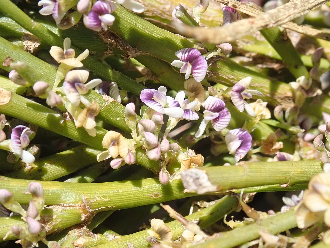 Prostrate Broom (Carmichaelia appressa)