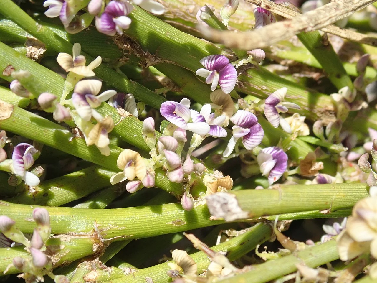 Carmichaelia appressa, low appressed broom with leafless stems