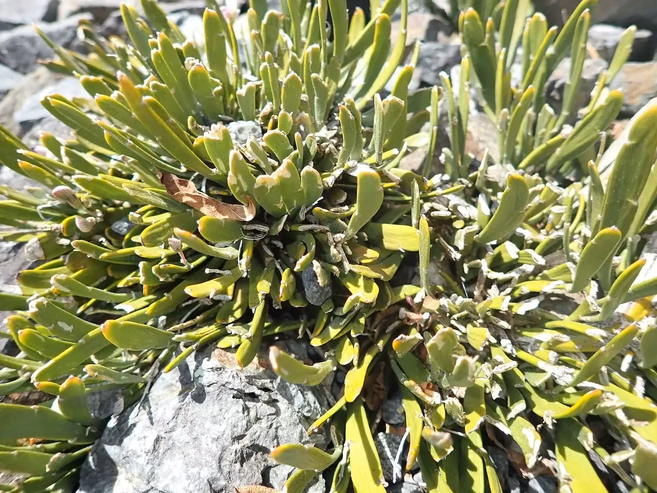 Carmichaelia Astonii Native Plant (Carmichaelia astonii)