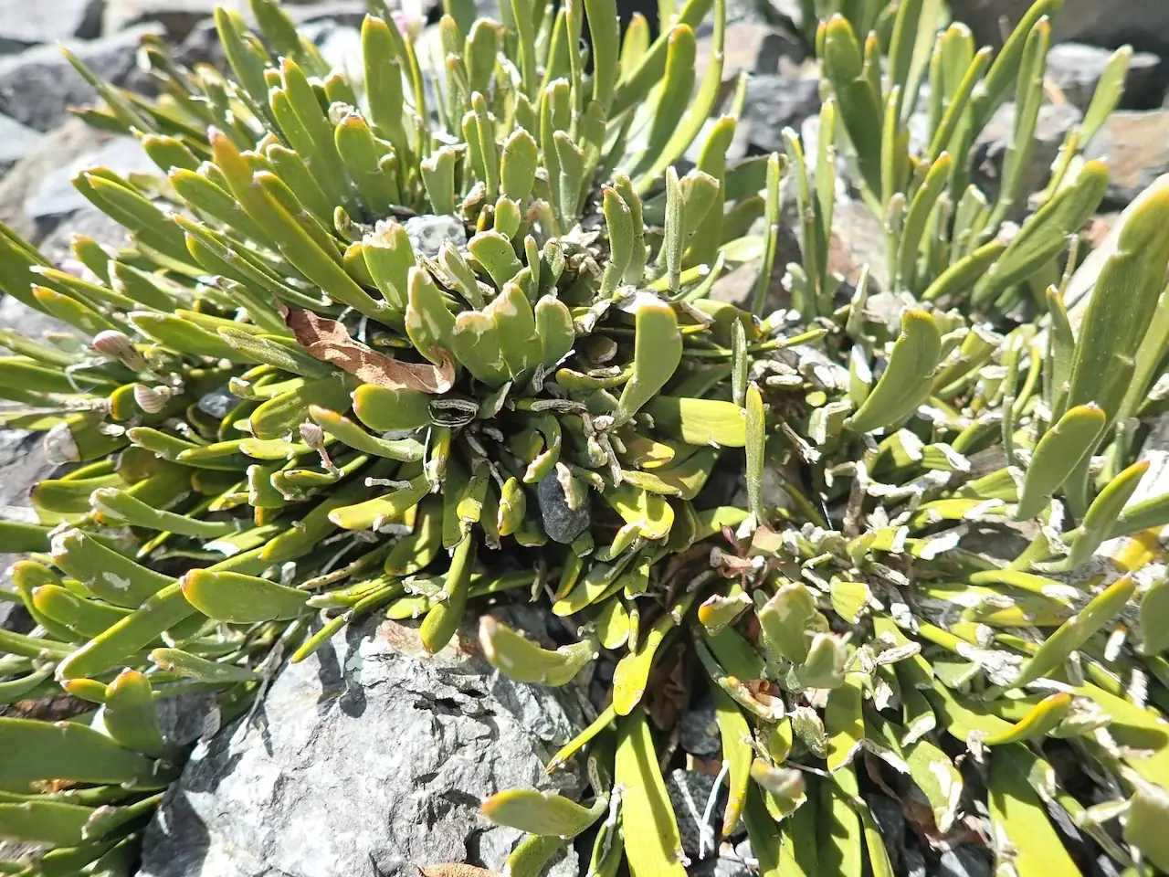 Carmichaelia Astonii Native Plant (Carmichaelia astonii)