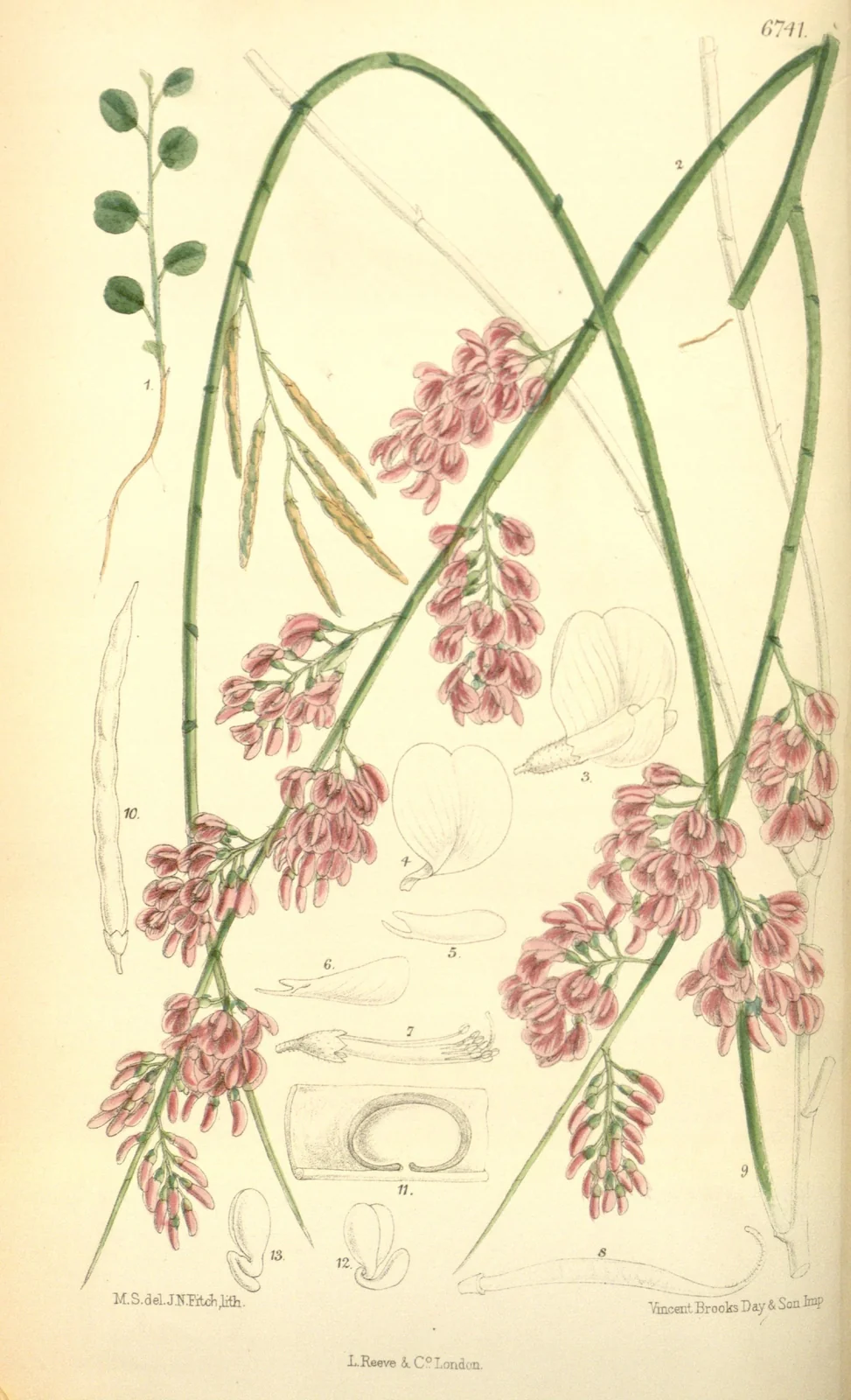 Carmichaelia Carmichaeliae Native Plant (Carmichaelia carmichaeliae)