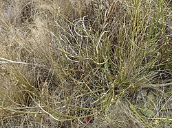 Dwarf Broom (Carmichaelia curta)