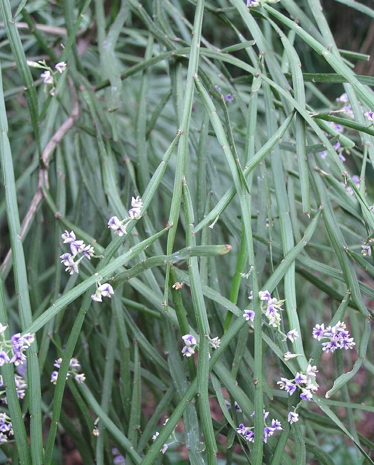Whip Broom (Carmichaelia flagelliformis) hero image