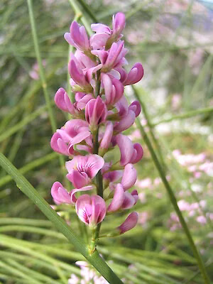 Pink Broom (Carmichaelia glabrescens)
