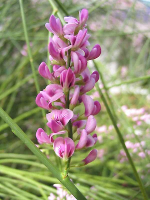 Carmichaelia glabrescens hero image