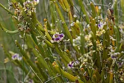 Holloway's Broom (<i>Carmichaelia hollowayi</i>) hero image
