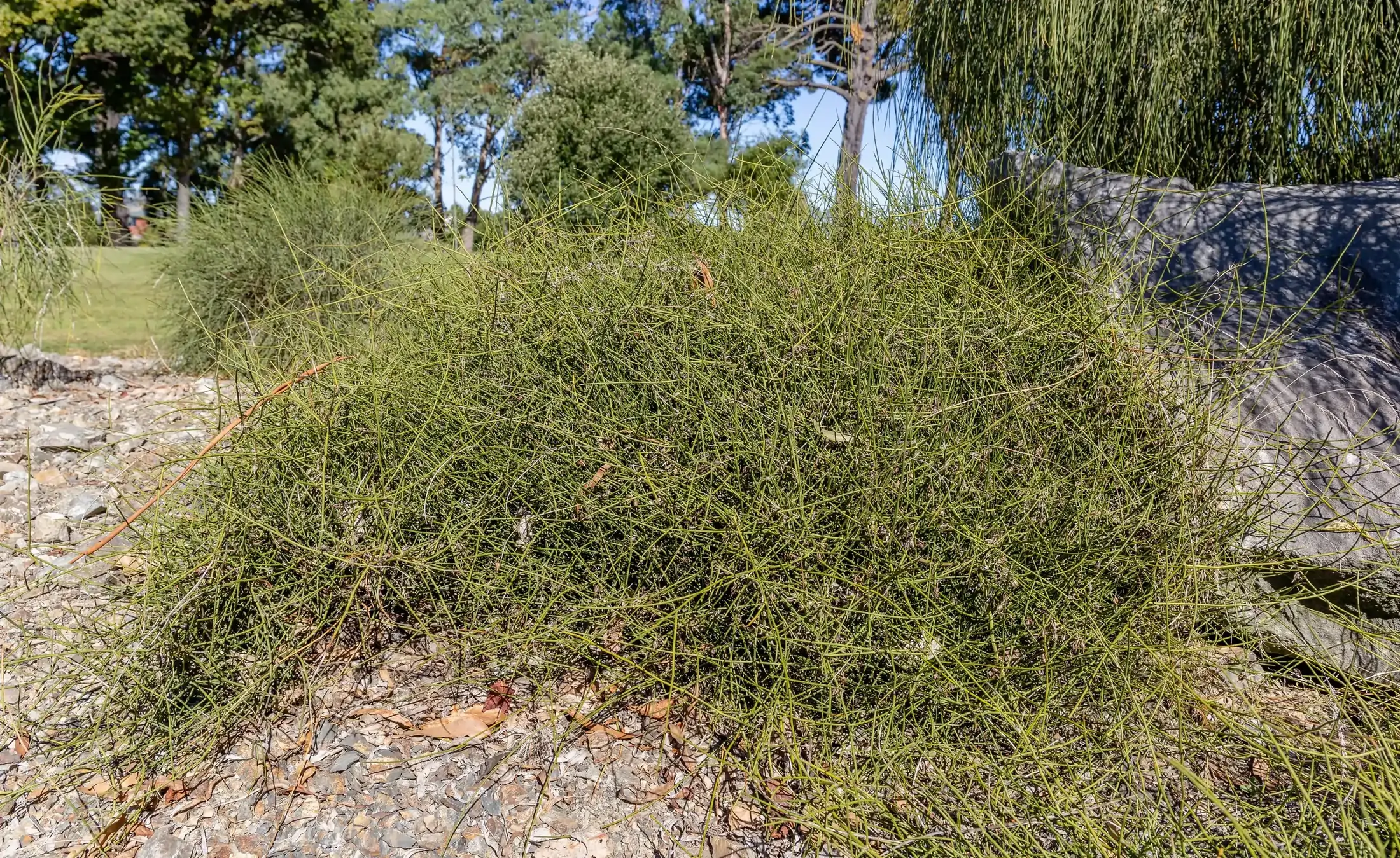 Kirk’s Broom (Carmichaelia kirkii) showing its scrambling, leafless stems