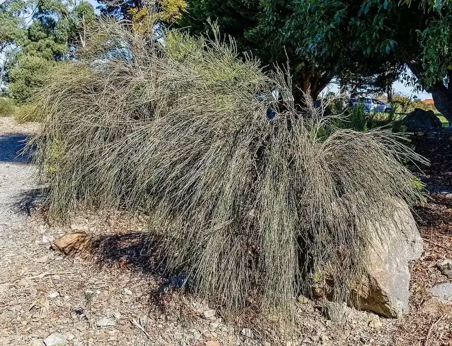 Clifford Bay Broom (Carmichaelia muritai)