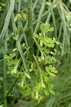 Carmichaelia odorata hero image