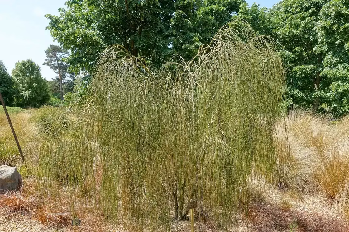 Carmichaelia Stevensonii Native Plant (Carmichaelia stevensonii)