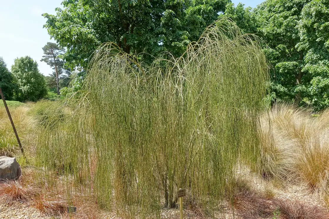 Carmichaelia Stevensonii Native Plant (Carmichaelia stevensonii)