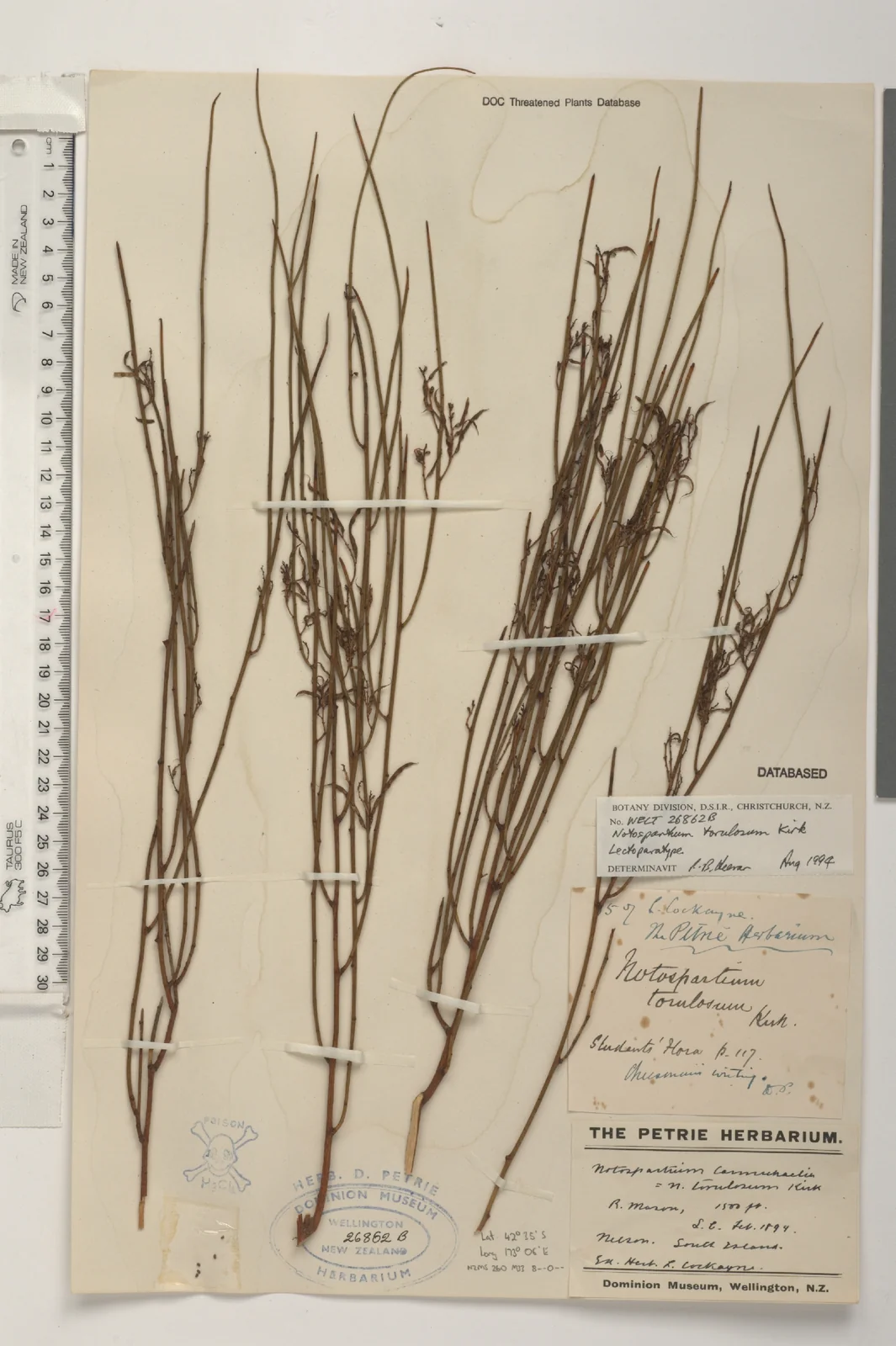 Carmichaelia Torulosa Native Plant (Carmichaelia torulosa)