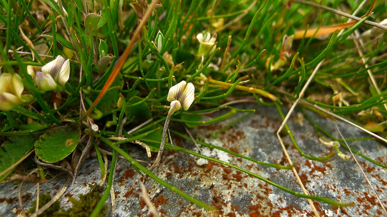 Carmichaelia uniflora (Carmichaelia uniflora)