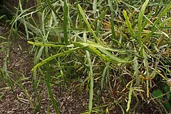 Giant Flowering Broom (Carmichaelia williamsii) hero image