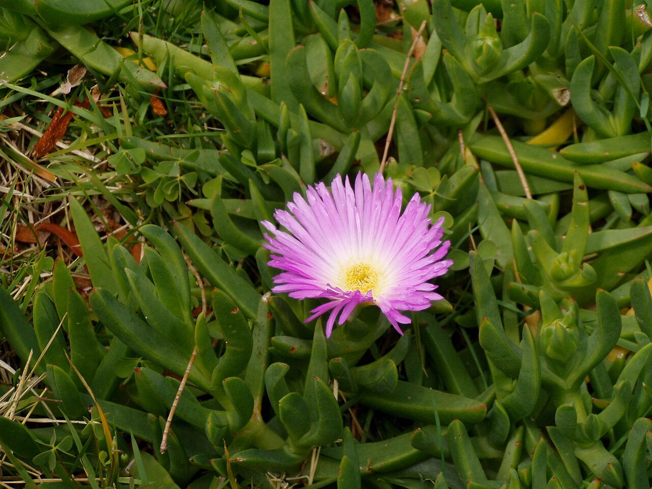 Carpobrotus glaucescens (Carpobrotus glaucescens)