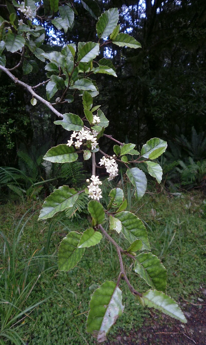 Marbleleaf