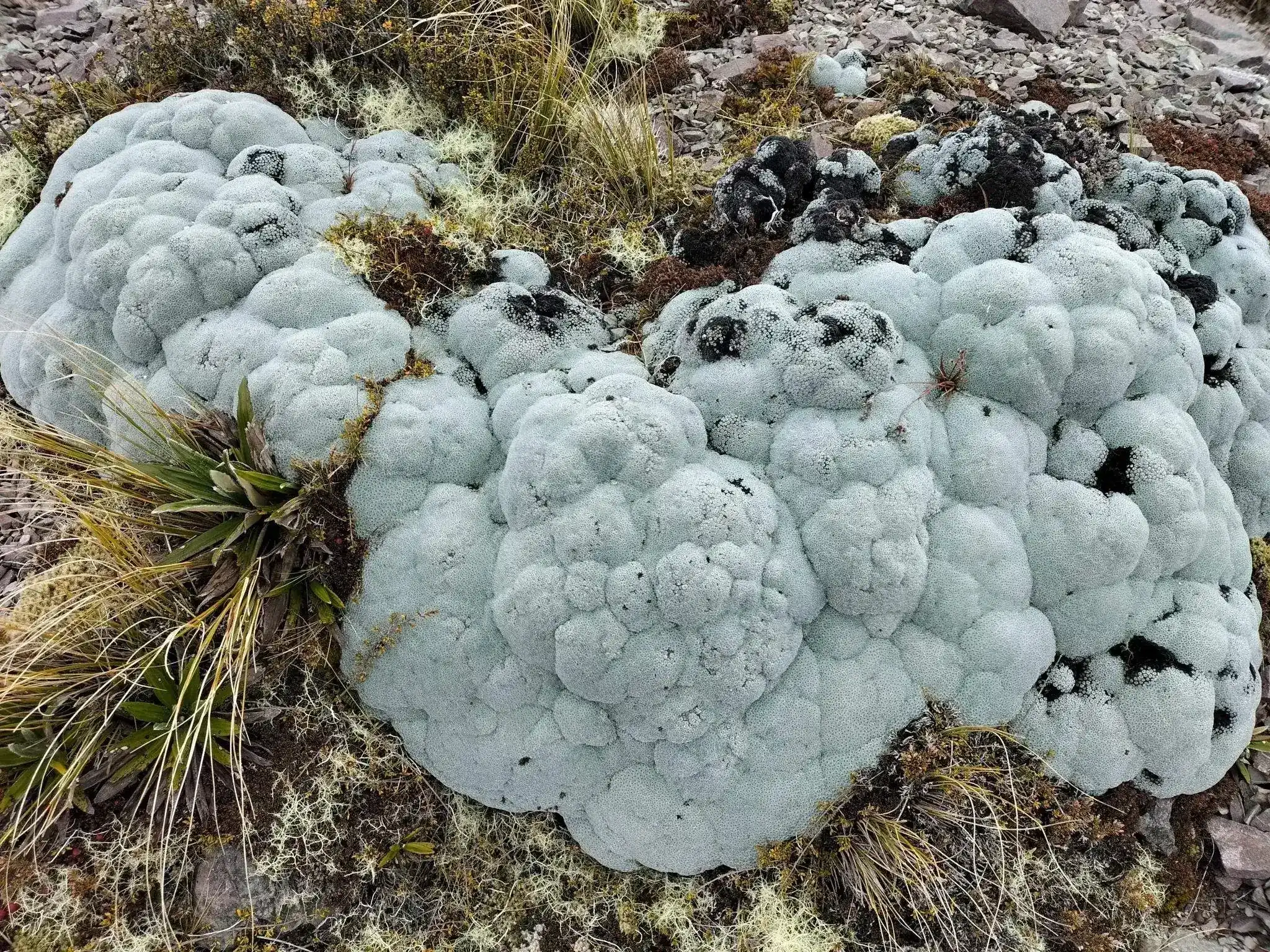 Alpine Plants