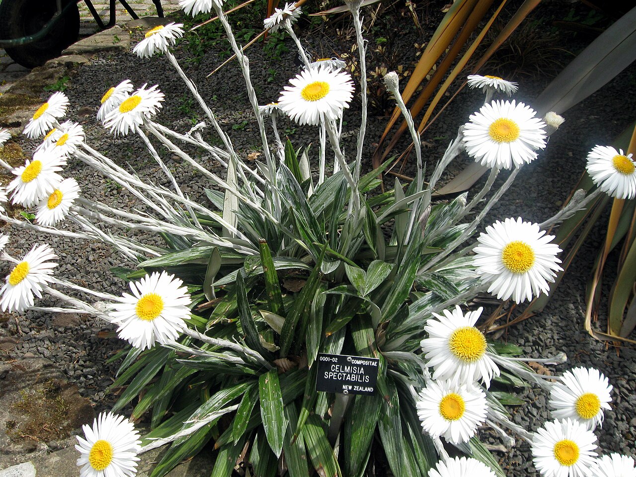 Native Flowers