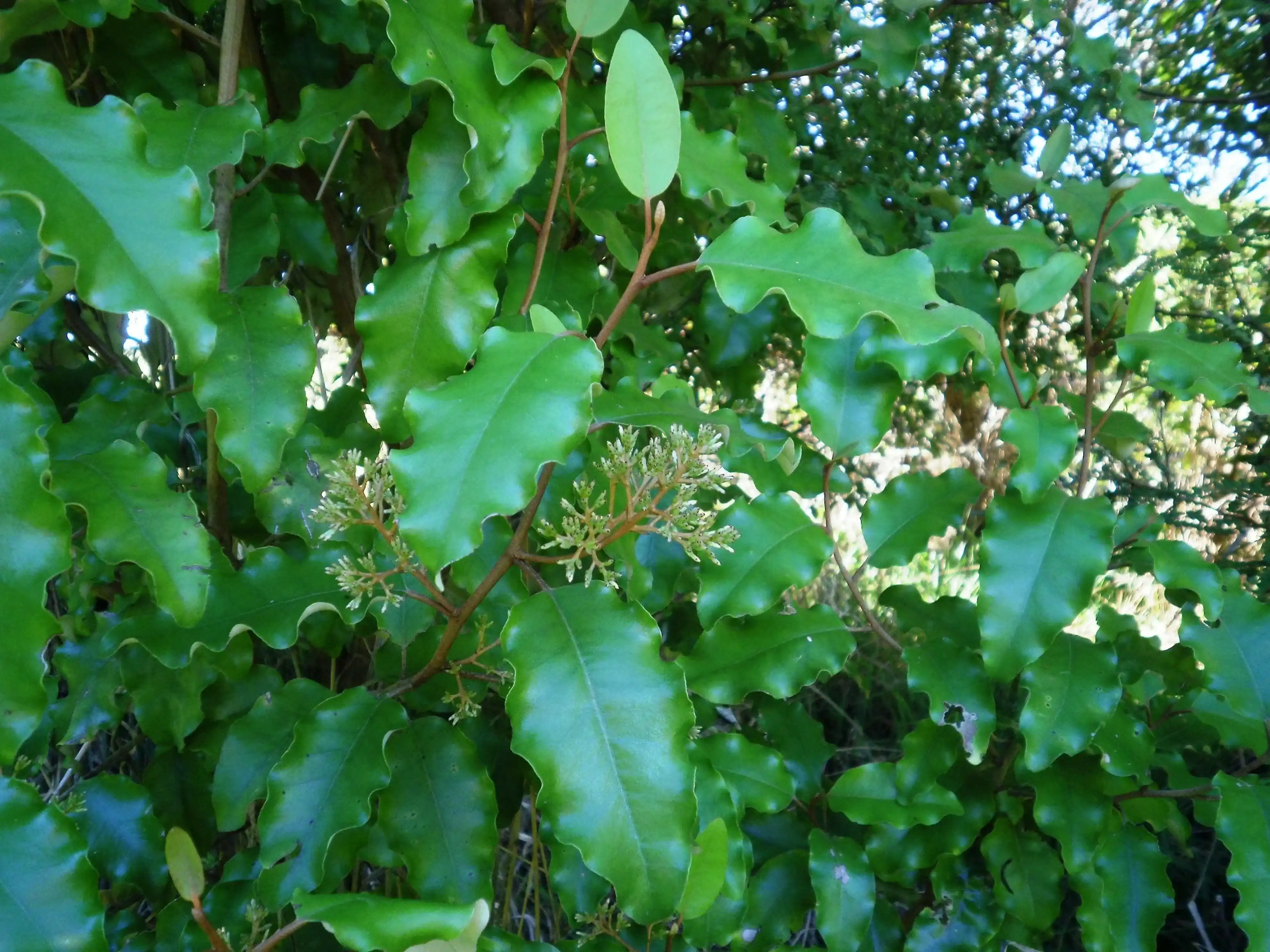 Native vines in New Zealand forest