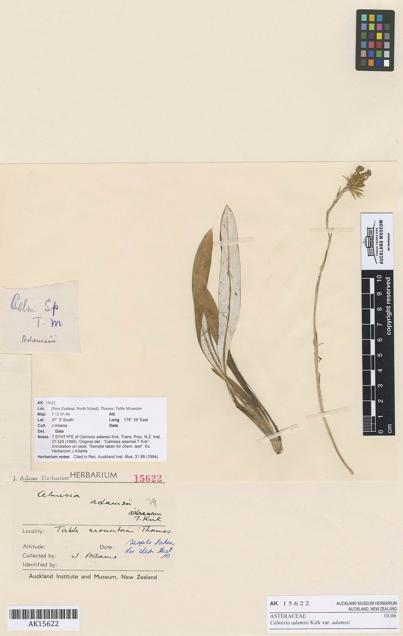 Celmisia adamsii (Celmisia adamsii)
