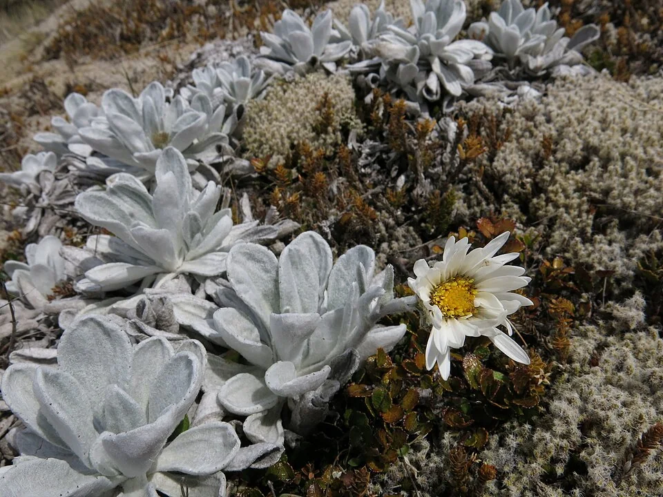 Allan's Daisy (<i>Celmisia allanii</i>) hero image