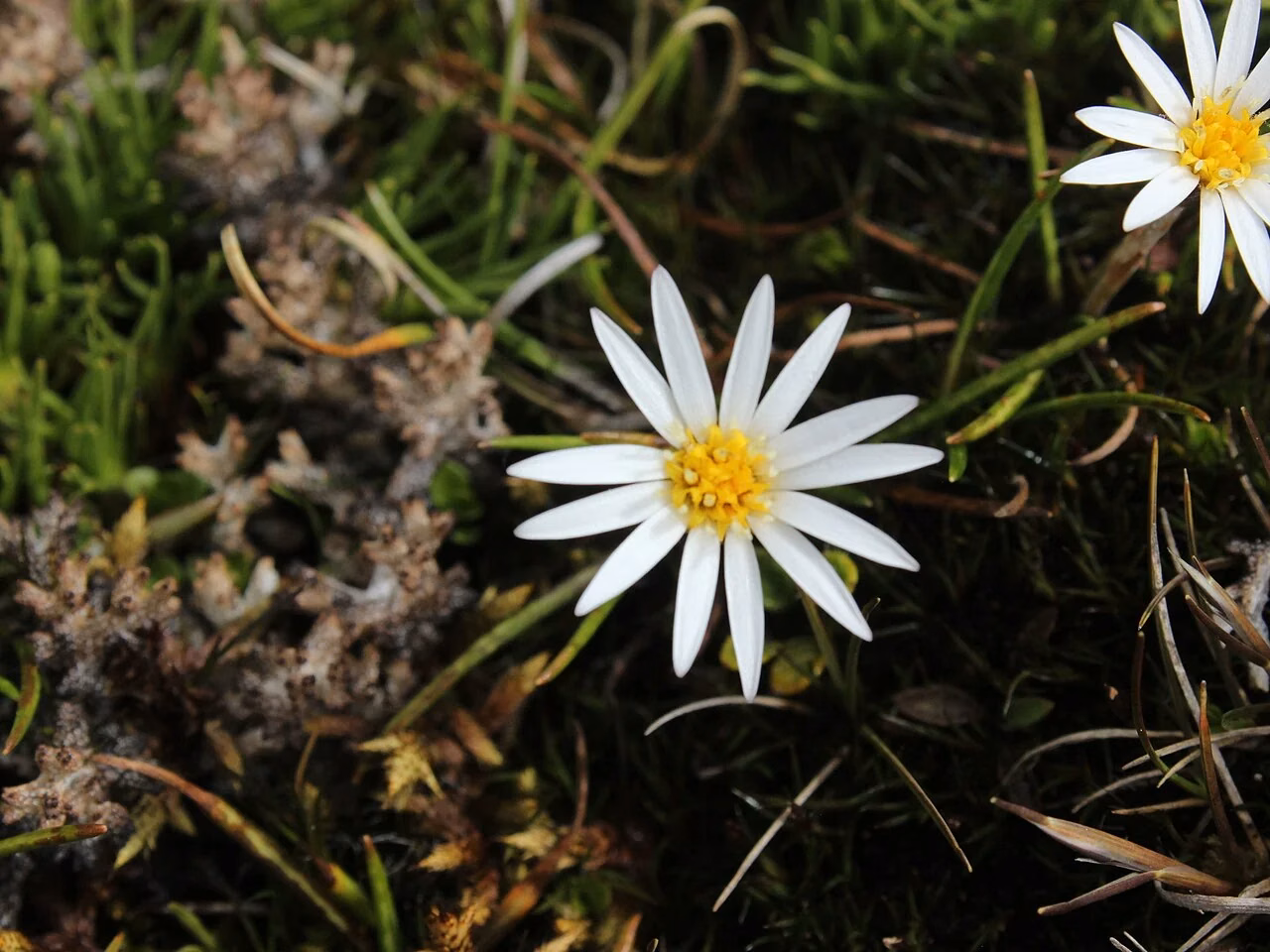Alpine Daisy (Celmisia alpina)