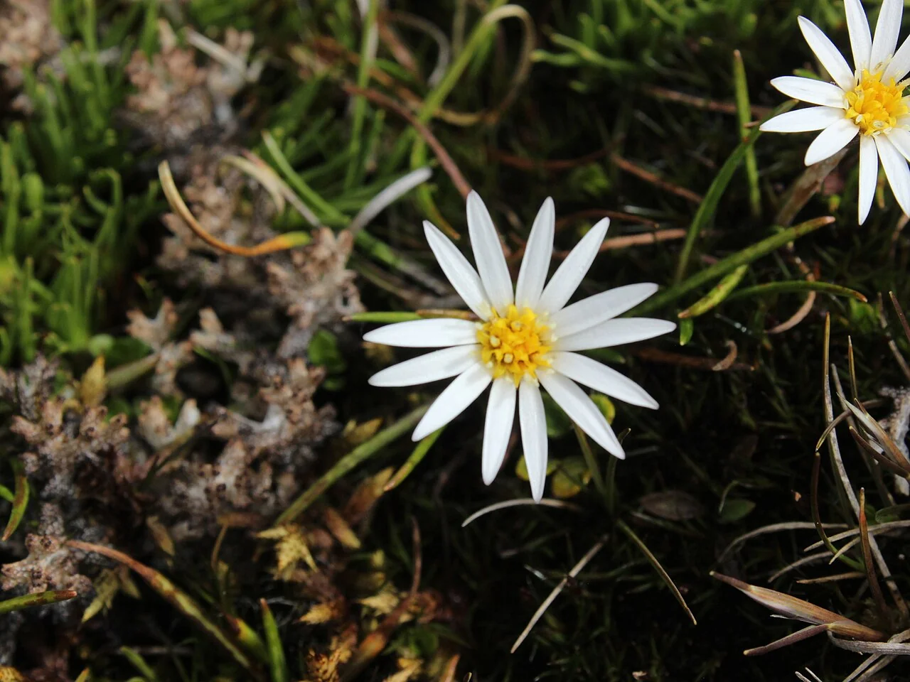 Alpine Daisy