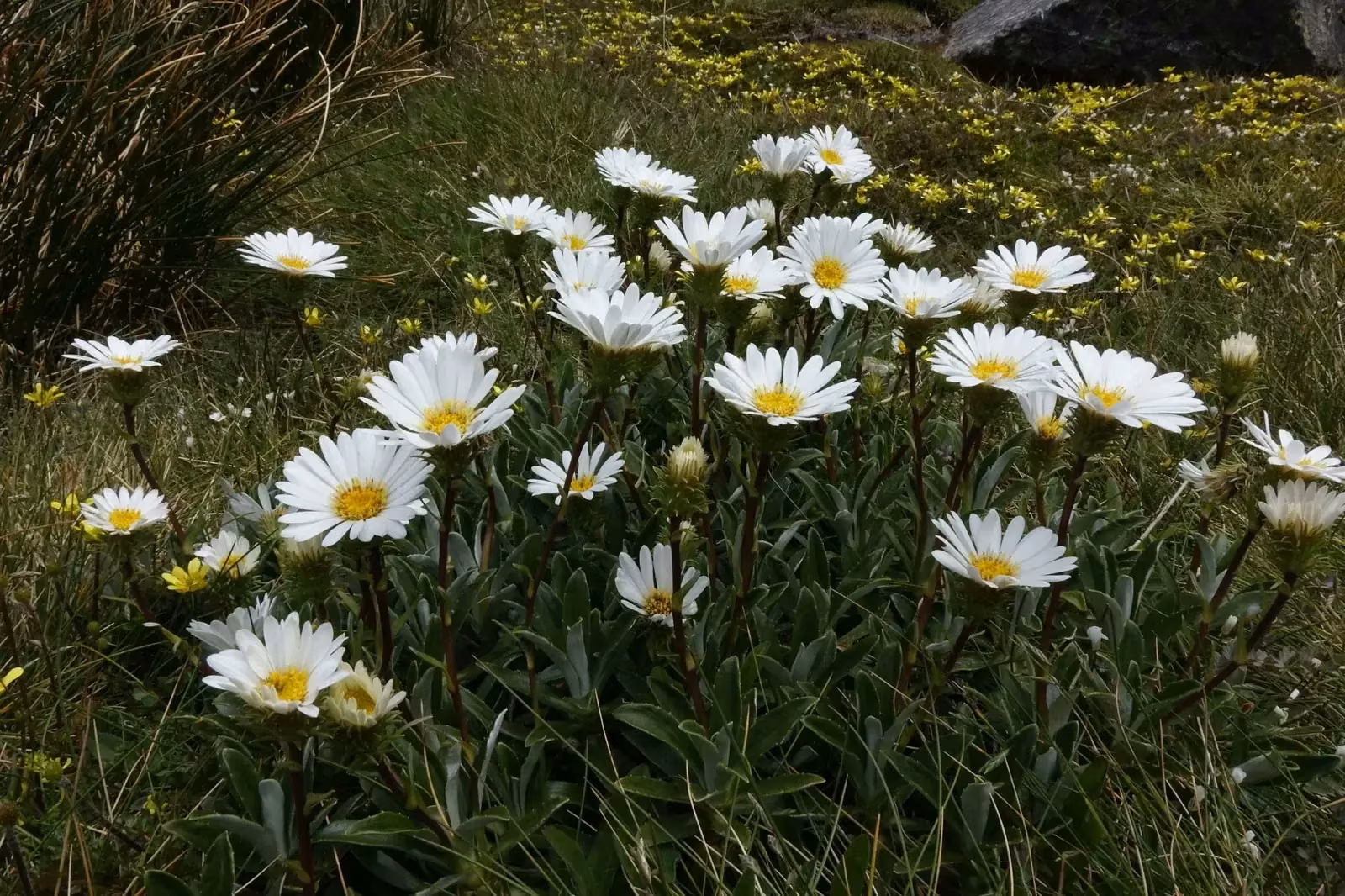 Narrow-Leaved Mountain Daisy (Celmisia angustifolia)