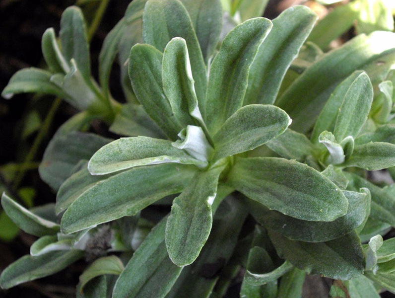 Celmisia brevifolia (Celmisia brevifolia)