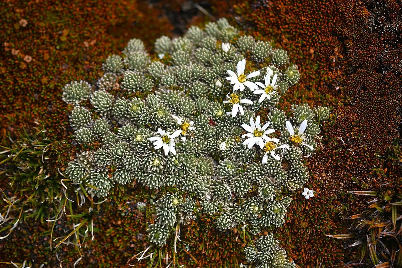 Celmisia clavata (Celmisia clavata)