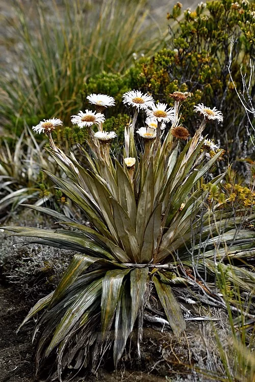 Silver Mountain Daisy (Celmisia coriacea)