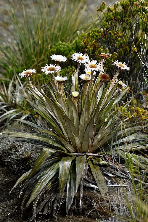 Leather-leaved Daisy (Celmisia coriacea) showing its characteristic orange-striped leaves and white daisy flowers
