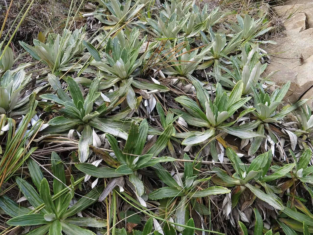 Celmisia densiflora (Celmisia densiflora)