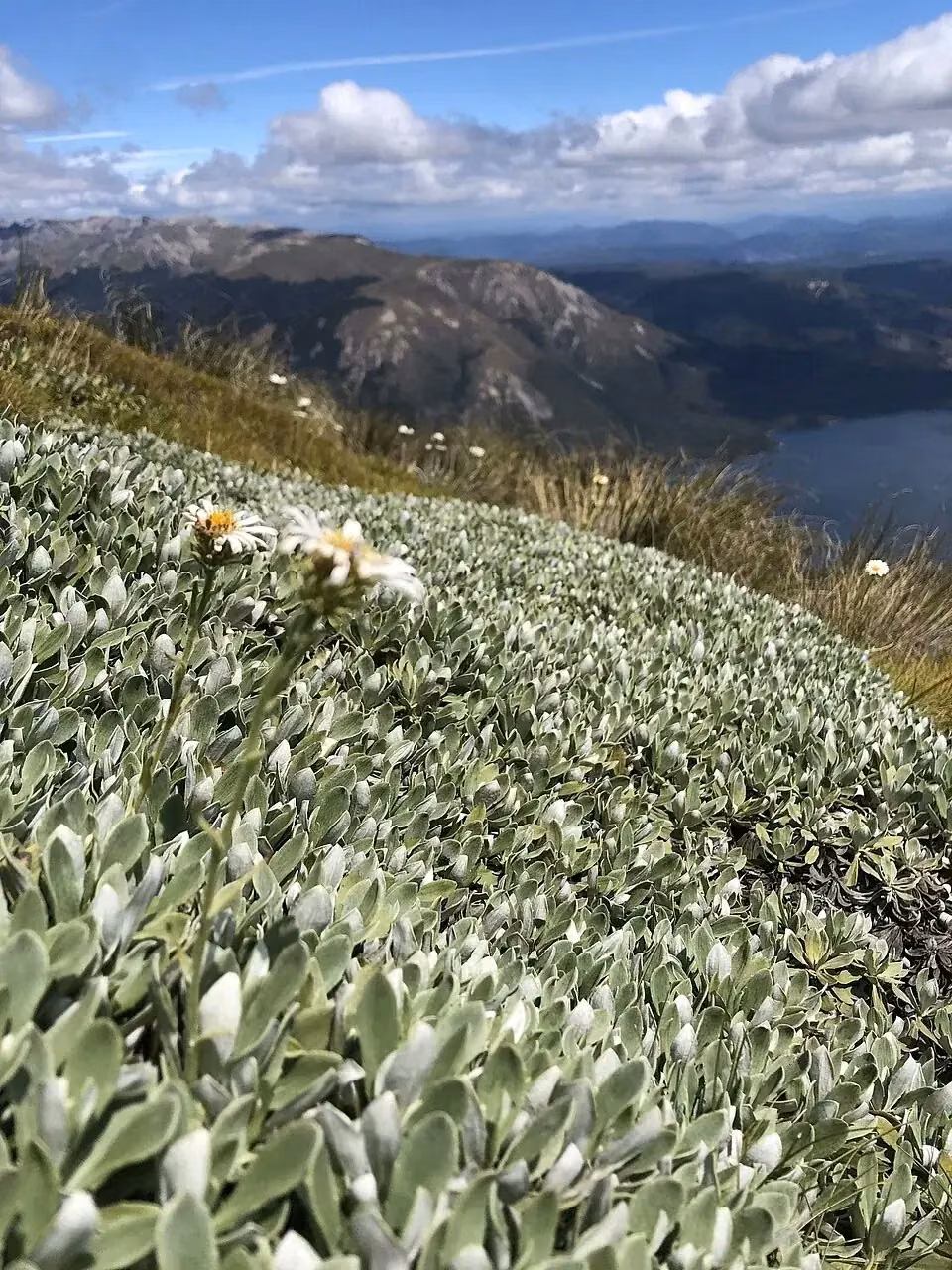 Durietz's Mountain Daisy (Celmisia durietzii)