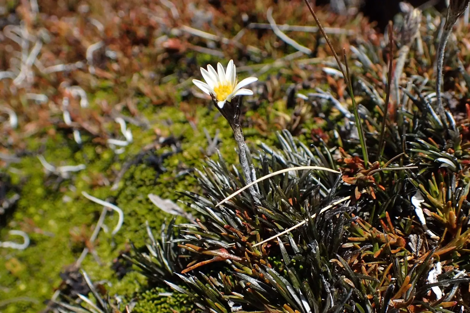 Celmisia Gracilenta Native Plant (Celmisia gracilenta)