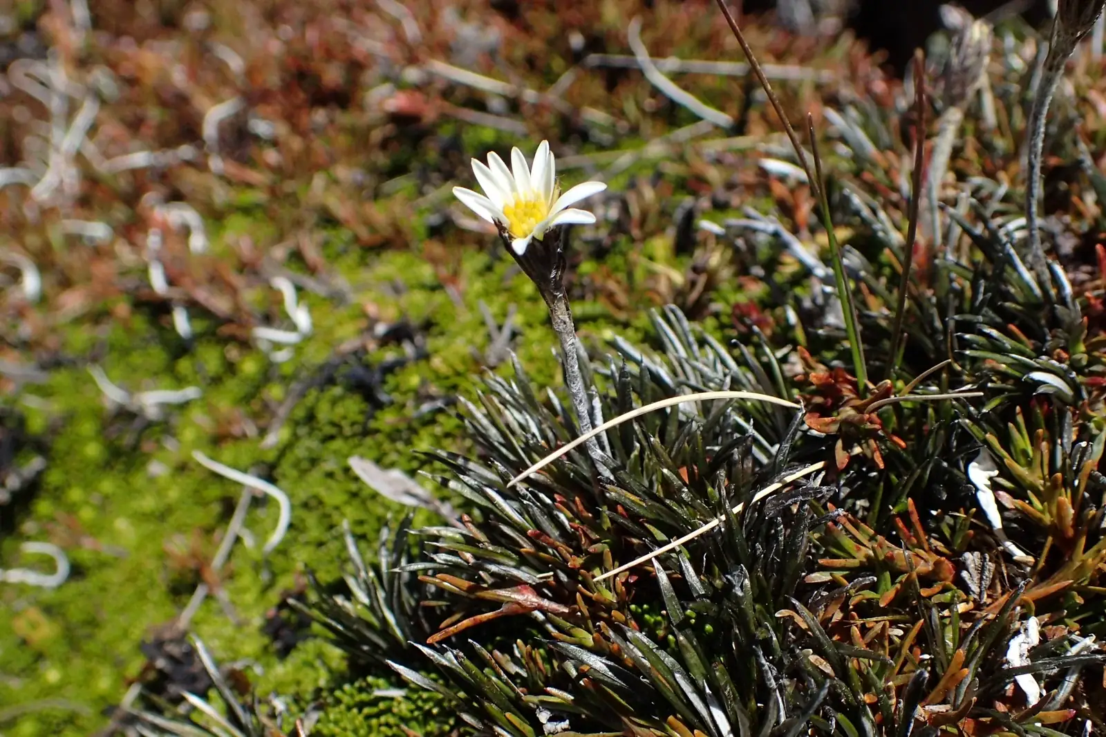 Celmisia Gracilenta Native Plant (Celmisia gracilenta)