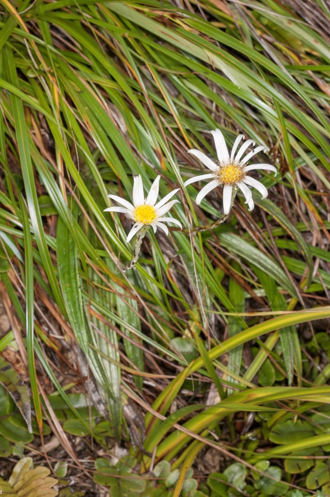 Celmisia graminifolia (Celmisia graminifolia)