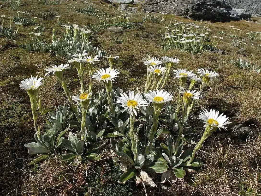 Haast's Mountain Daisy (Celmisia haastii)
