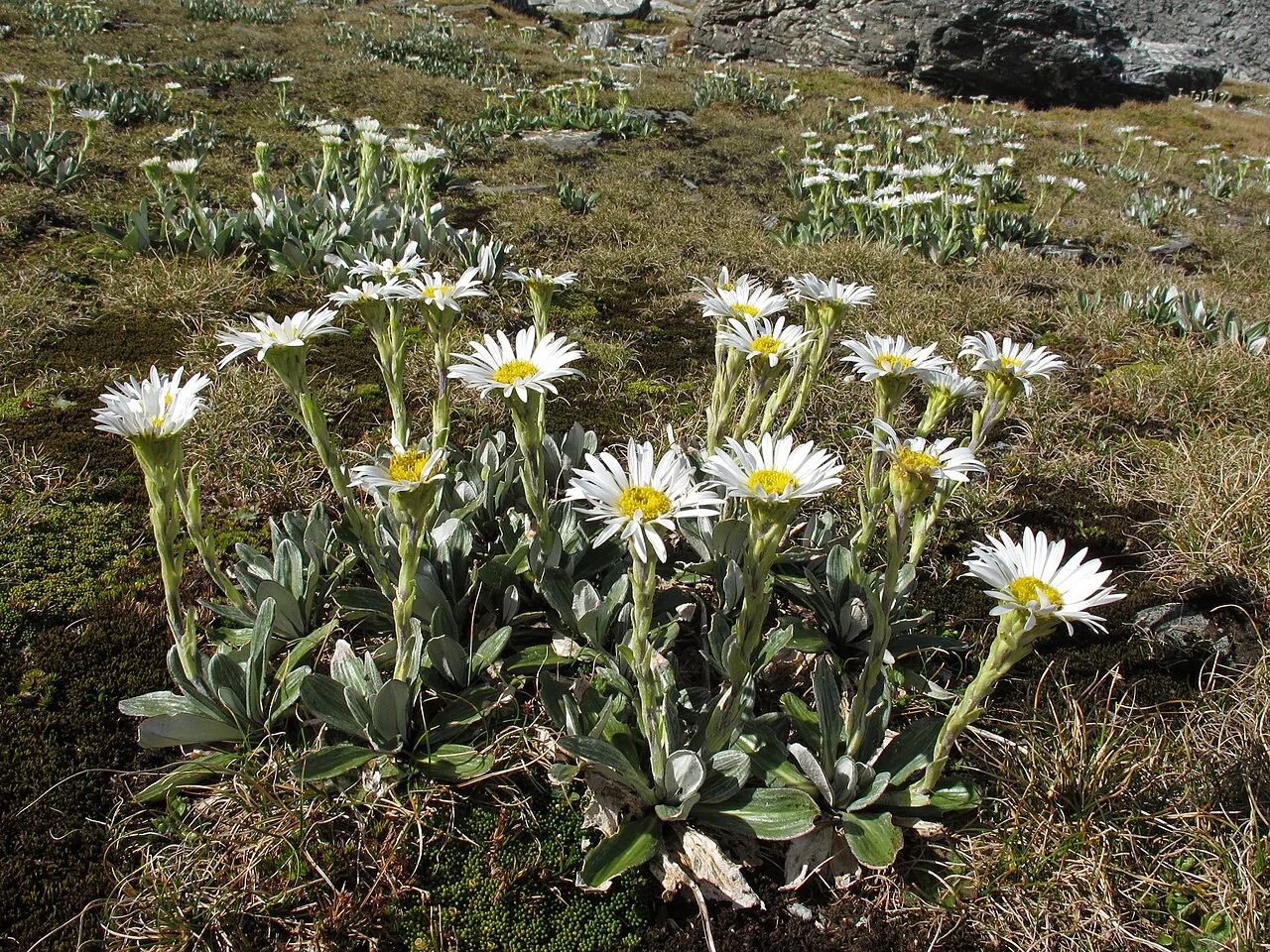 Mountain Daisy
