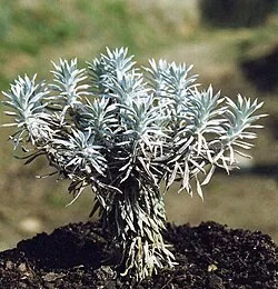 Hector's Daisy (Celmisia hectori)
