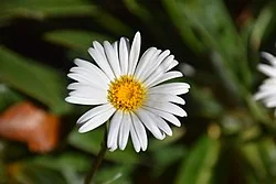 Silky Mountain Daisy (<i>Celmisia holosericea</i>) hero image