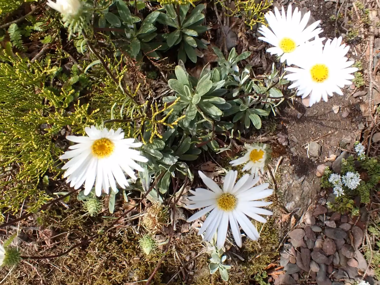 Celmisia Incana Native Plant (Celmisia incana)