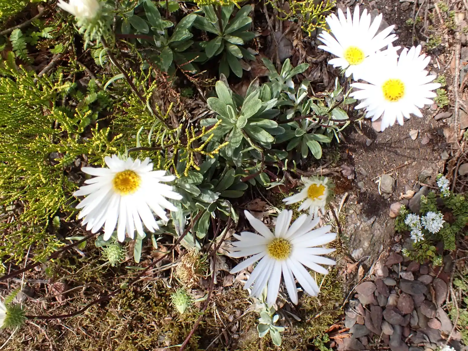 Celmisia Incana Native Plant (Celmisia incana)