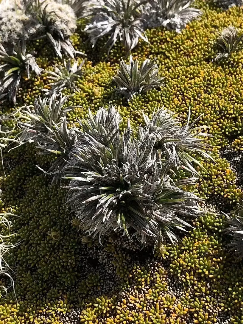 Needle-Leaved Mountain Daisy (Celmisia laricifolia)