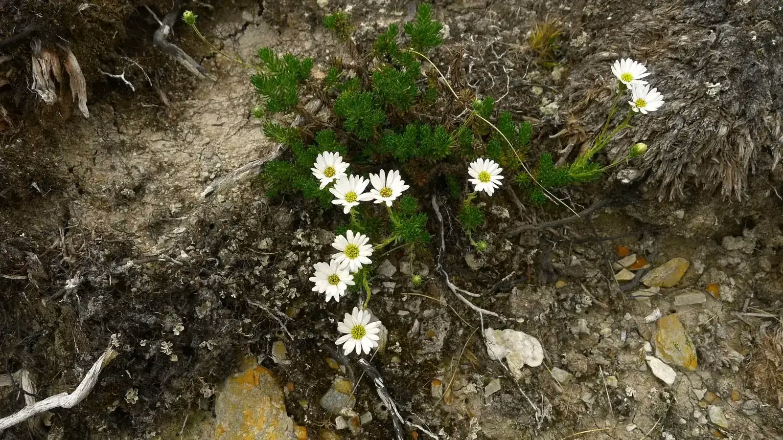 Side-Branched Mountain Daisy (Celmisia lateralis)