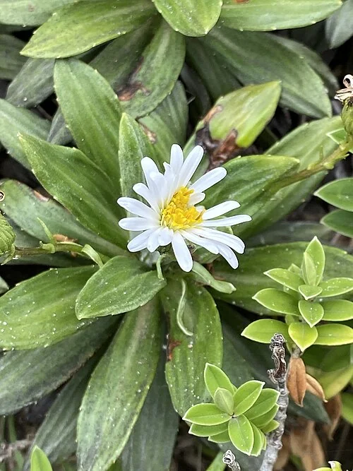 Lindsay's Mountain Daisy (<i>Celmisia lindsayi</i>) hero image